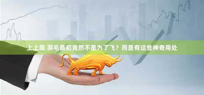 上上策 羽毛最初竟然不是為了飛？而是有這些神奇用處